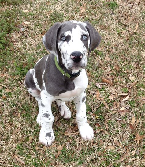 blue merle harlequin great dane